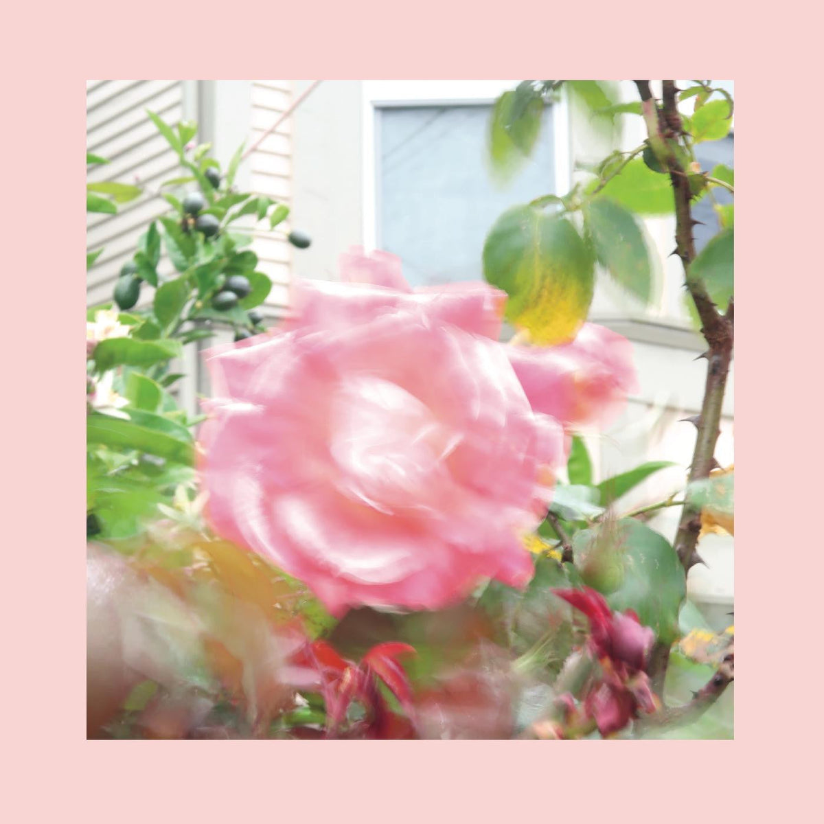 Reds, Pinks & Purples, The - Summer At Land's End (CD) |-EmojiWear